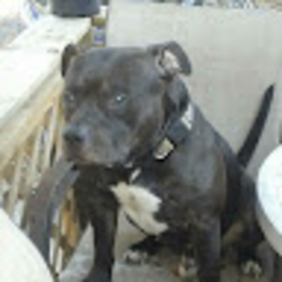 Meet your Posher, Benjamin - Picture 1 of 1